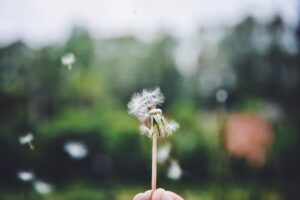 Mano dejando caer pétalos al viento, simbolizando el acto de soltar